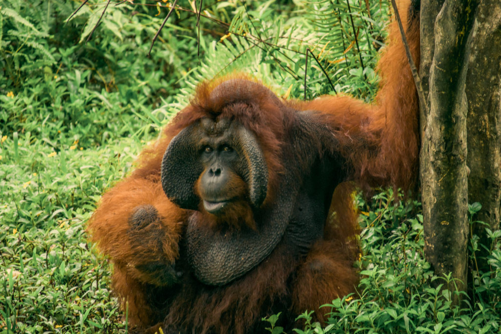 Orang-Utan im Schutzreservat auf Borneo